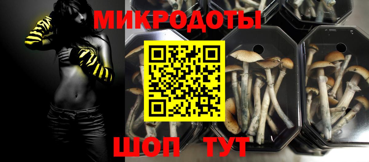 Будённовск  Галлюциногенные грибы Psilocybine cubensis  Вход с VPN 